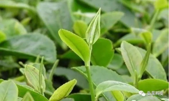 打完药就下雨，到底要不要重喷？别再争论了，看答案！