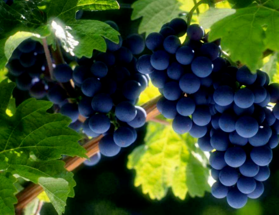 都说葡萄生根要用矿源黄腐酸钾，到底是不是真的？