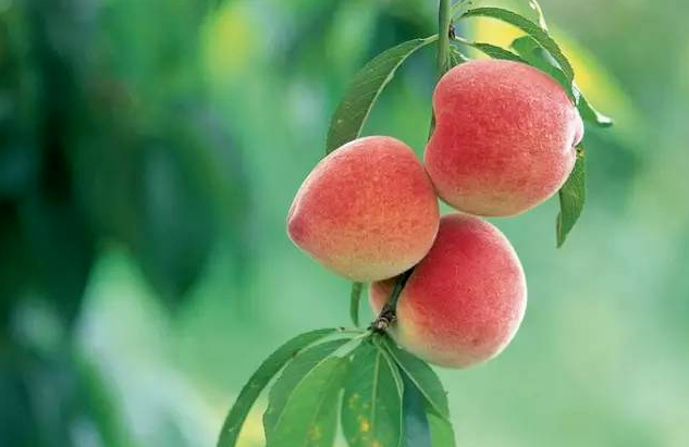 桃树6月份病虫害防治要点