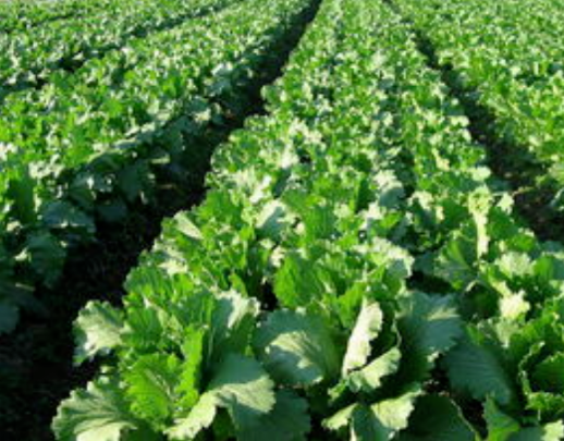 越夏蔬菜易受伤 重点病害重点防