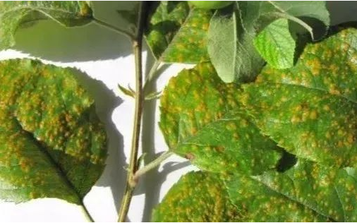 梨树锈病的危害