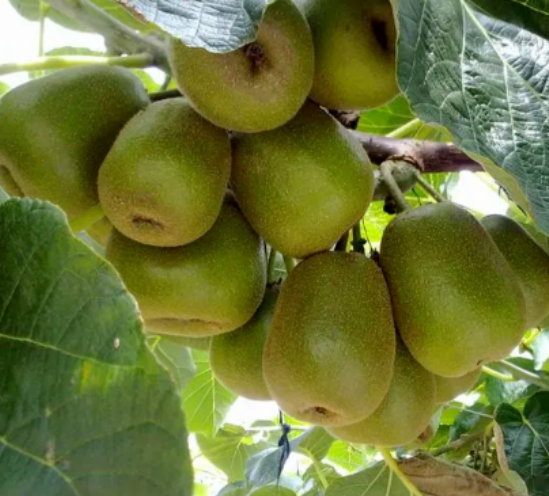 猕猴桃套袋注意事项！