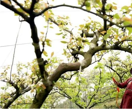 【纯分享】农药稀释倍数，怎么换算？看完这篇文章，不用再问人