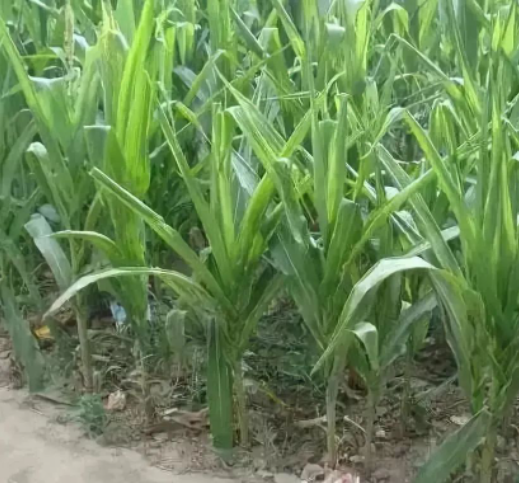 紧急提醒！“玉米癌症”今年强势来袭，严重爆发将导致绝收！快看防治方法！