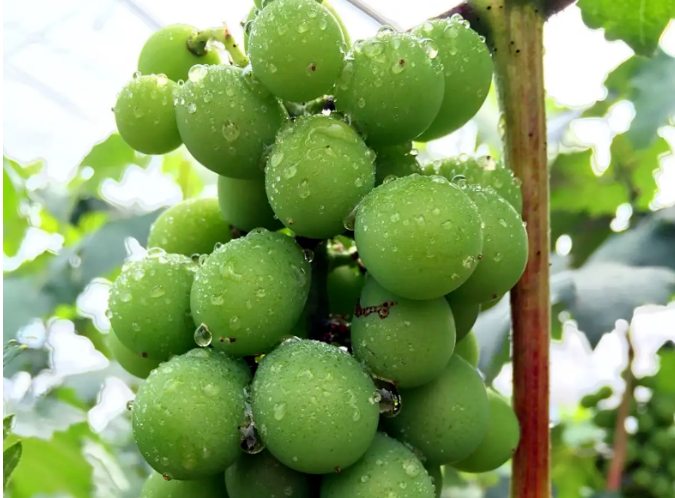 雨，雨， 雨，梅雨季节是考验果园管理水平的时期