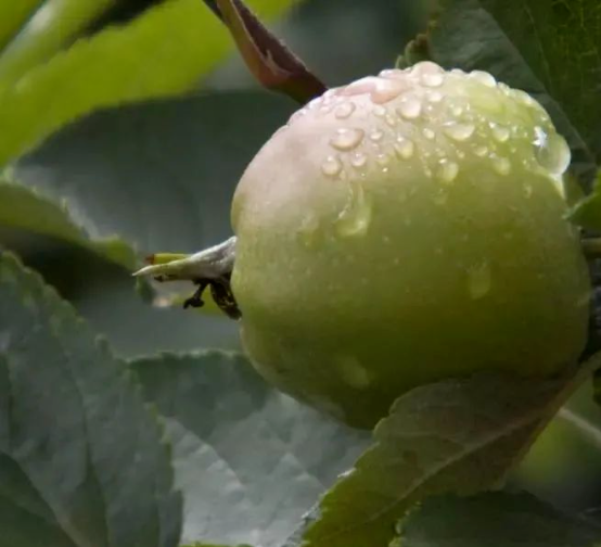 叶片黄化、烂根问题多！雨后苹果园到底要怎么管理？