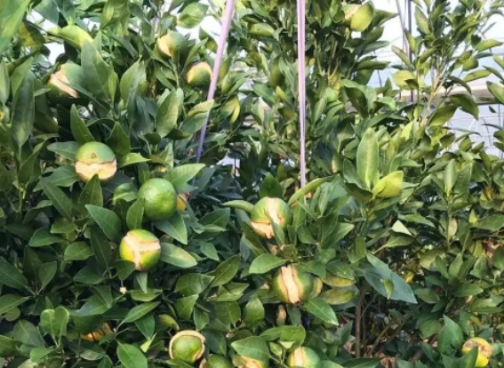 柑橘自然裂果率约为10%，重度发生可达50%！天气不佳存在裂果隐患，需提前预防！