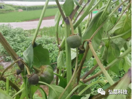 近期高发的辣椒疫病你知道多少？