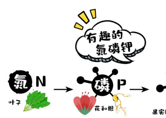 知识分享——有趣的氮磷钾