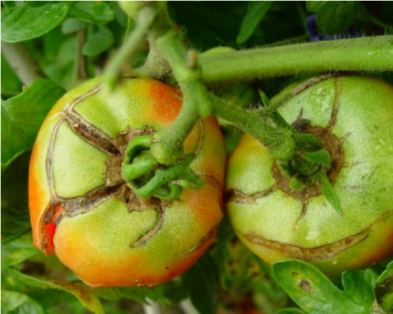 膨果变裂果，到底咋回事？这些知识你要知道！