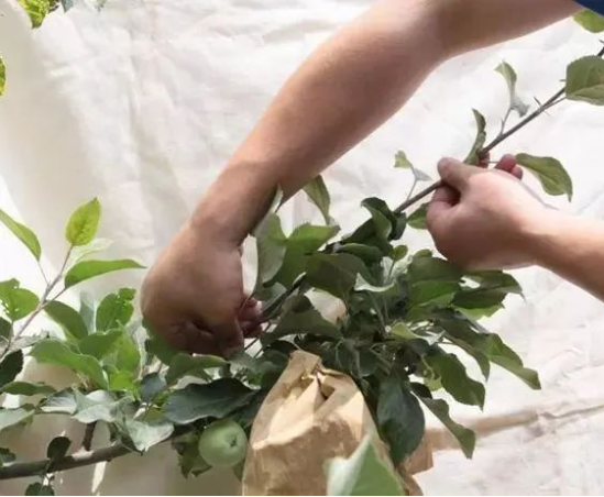 夏管苹果园，这些误区要避免！