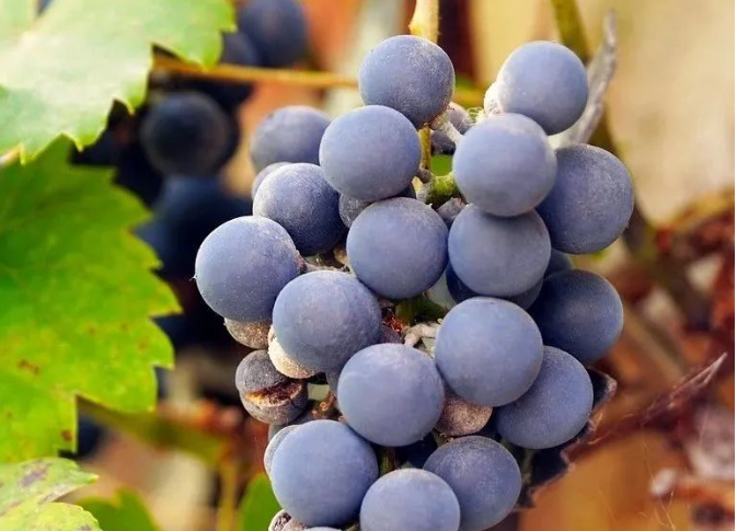 葡萄增甜的秘密！辛劳一年，关键时刻不能掉链子