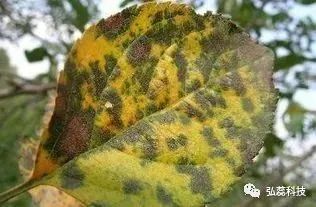 苹果园7月上旬重点啥工作？这几点莫放松！