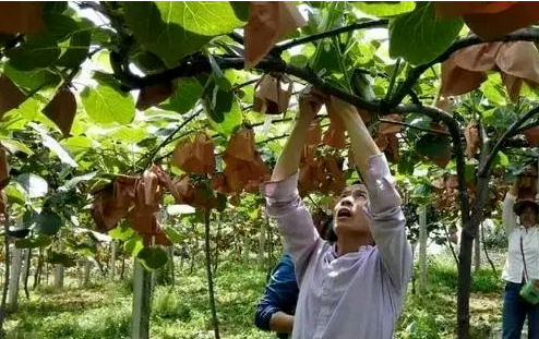 猕猴桃套袋注意事项有哪些？