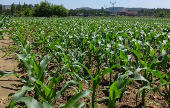 玉米追肥怎么样才能高产？这里给出您答案
