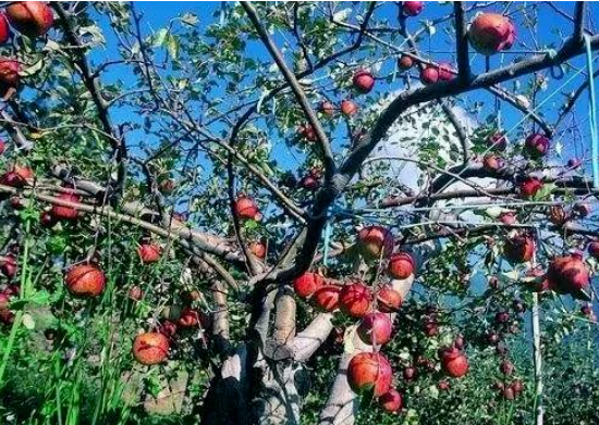 果园怎么驱鸟？分享十种果园驱鸟的方法