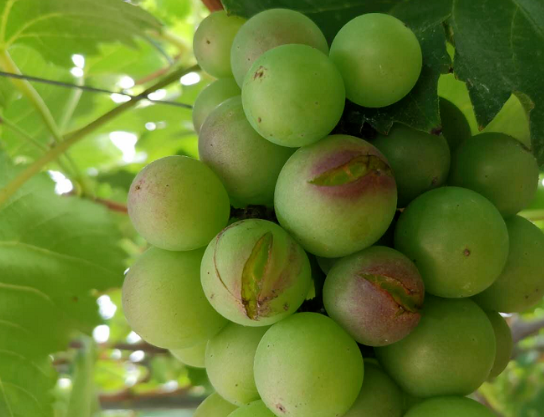 天一下雨，葡萄就裂果？告诉你避开裂果的办法，简单易行
