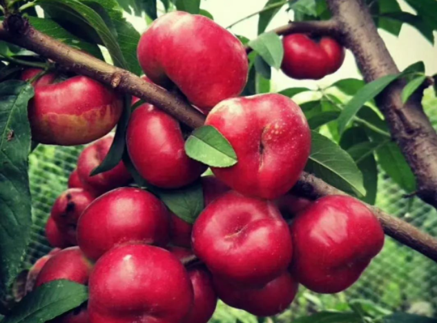 桃子价格出来了，有人喜有人忧