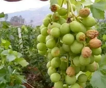 葡萄水罐子病的发病原因与防治方法