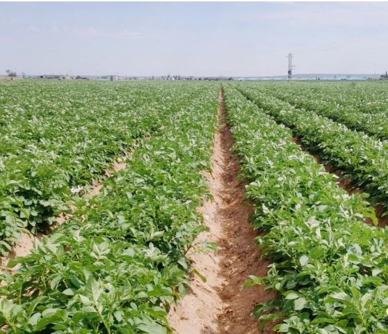 高温！暴雨！如何为蔬菜“保驾护航”？