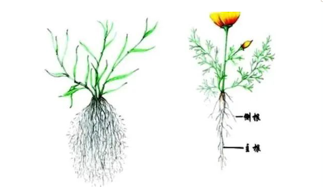 关于作物根系，这些你要懂