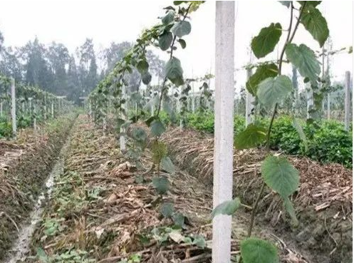 暑期对付猕猴桃日灼病的8种简单防治方法