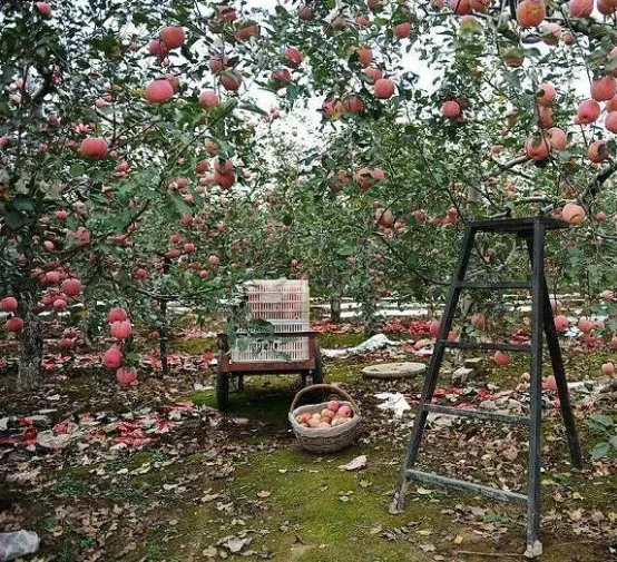 苹果不长个咋办？