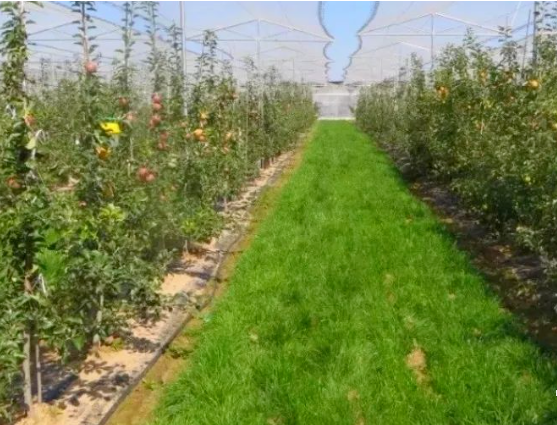 高温季节苹果园管理注意事项