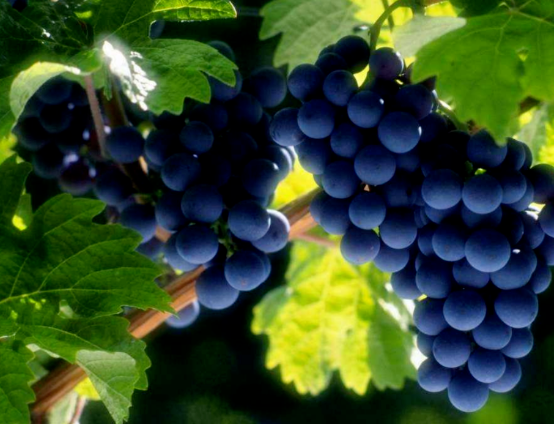 注意了！葡萄转色期这6种错误做法，易造成葡萄上色差、裂果烂果、阴阳脸