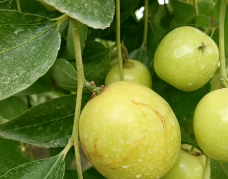 枣裂果的原因及防治措施，请看这里！