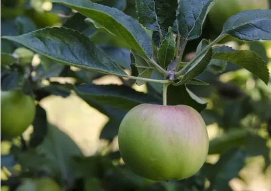 要想果个大、果面好、糖度高，这个管理千万不能马虎！