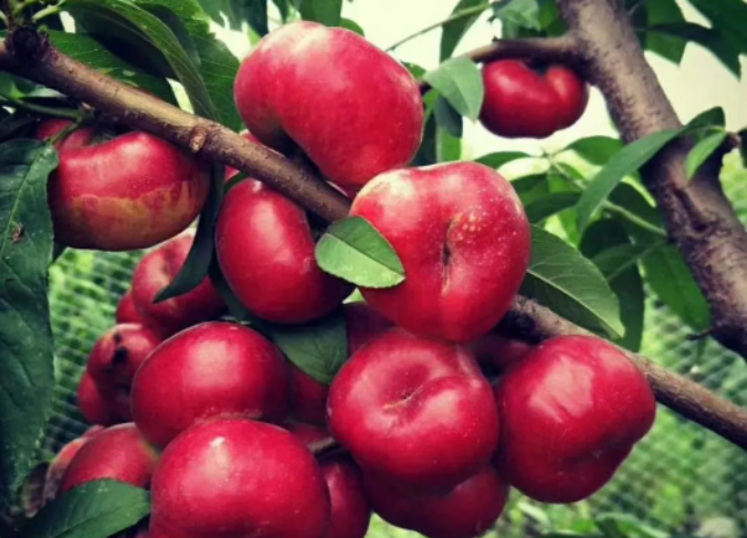 桃树采后怎么科学管理？