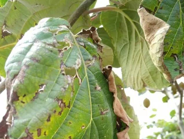 高温干旱猕猴桃落叶怎么办?