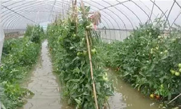强降雨天气蔬菜生产技术指导意见