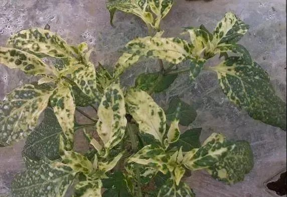 病毒病的发生原因和防治方法你都了解吗？