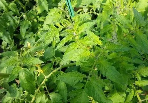 叶片卷起了？向上卷和向下卷原因不一样！