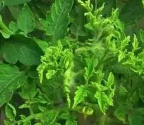 警惕！这几种病害，90%秋茬番茄逃不过！