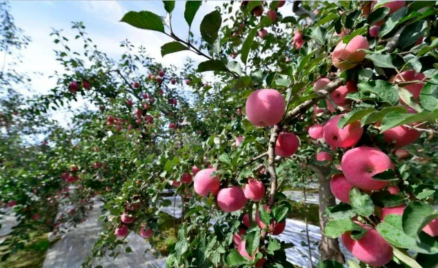 果树用微生物肥料的好处究竟有哪些？