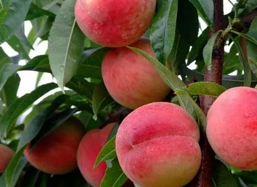 秋季施肥应与修剪同步