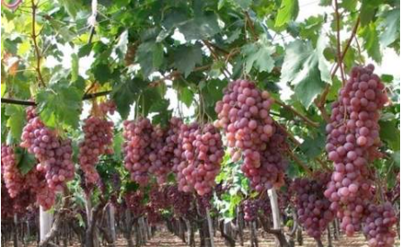 葡萄采摘后不能忽视的管理工作
