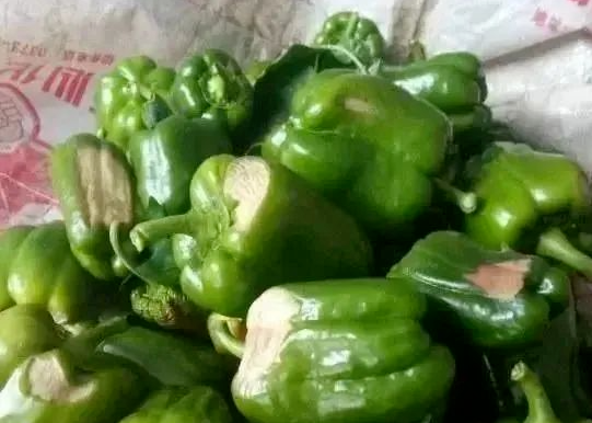 高温强光又多雨，蔬菜如何跨过重重“障碍”？