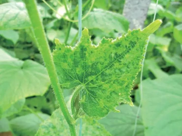 别再谈病毒病色变，来看看蔬菜完整的病毒病汇总