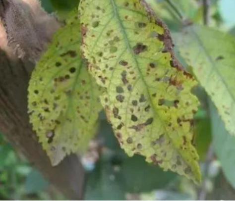 樱桃种植常见七大病症性状和防治