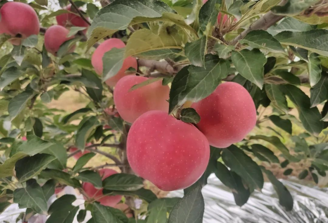 关于苹果摘袋你要知道这些