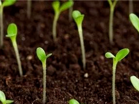 种地要重视中微量元素的使用！