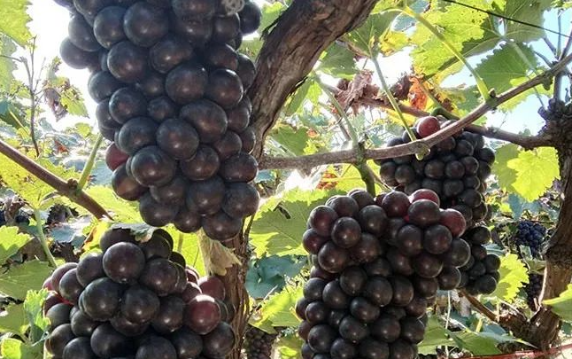 巨峰葡萄栽培3大错！还不赶紧看看有没有犯？