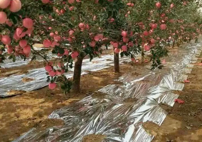 果树施肥误区要避免