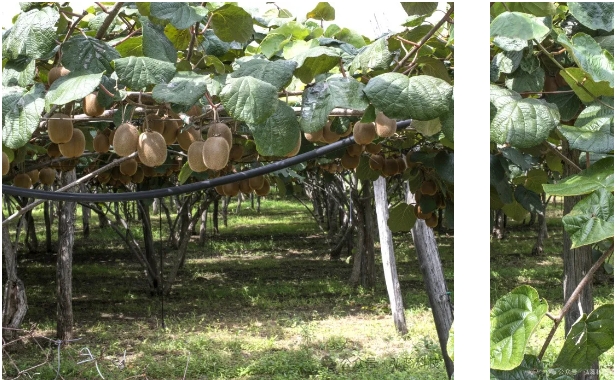 猕猴桃清园的好处有哪些？具体怎么做呢？