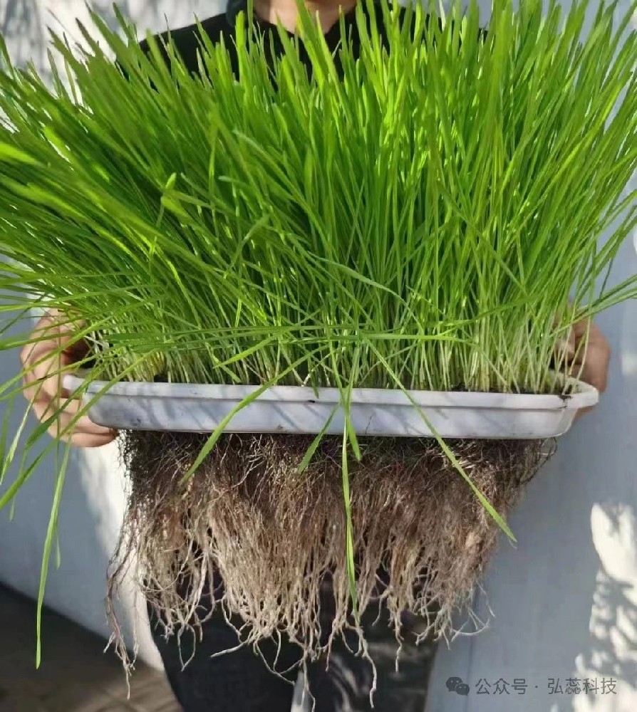 速览根系影响因素