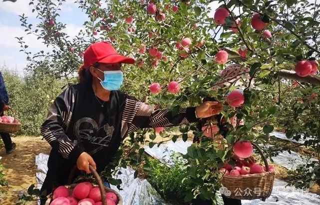 四季施肥料，秋季重要～秋施树壮营养多，春施树旺长柴火！